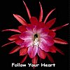 Follow Your Heart