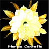 Norma Cantafio