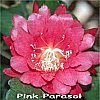 Pink Parasol