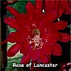 Rose of Lancaster