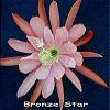 Bronze Star