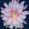 Pink Angel