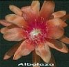 Albolaza