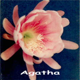 Agatha