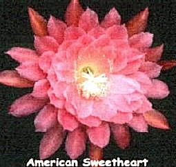 American Sweetheart