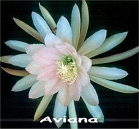 Aviana