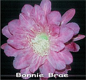 Bonnie Brae