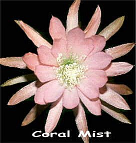 Coral Mist