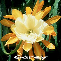 Garey