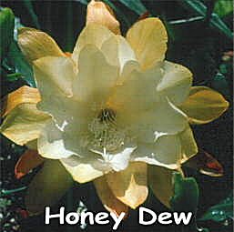 Honey Dew