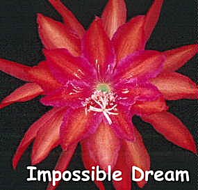 Impossible Dream