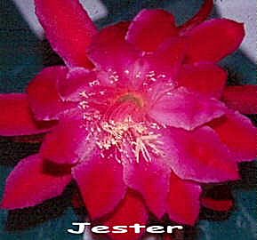 Jester