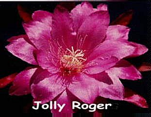 Jolly Roger