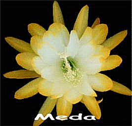 Meda