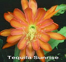 Tequila Sunrise