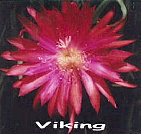 Viking