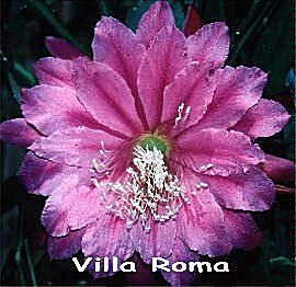 Villa Roma