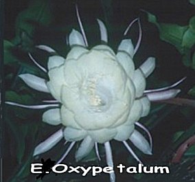 Epiphyllum oxypetalum