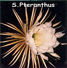 Selenicereus pteranthus